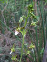 Eulophia leachii all-t.JPG